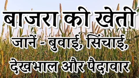 Bajra Ki Kheti
