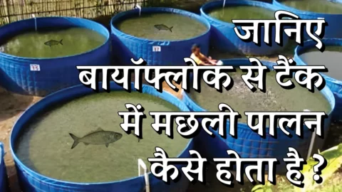 Biofloc Fish Farming in Hindi