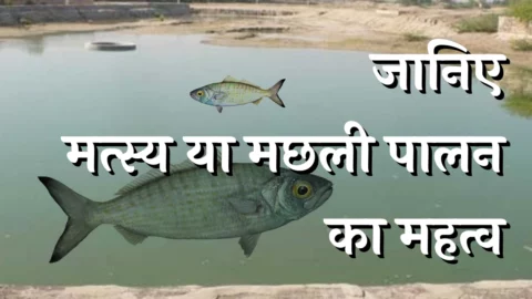 Machhali Palan Ka Mahatva